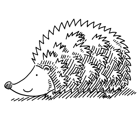 Cartoon Hedgehog Drawing