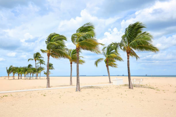 istock Hurricane force winds blow palm trees 1178325291
