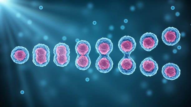 division des cellules souches du corps humain, vue de microscope. recherche de cellules embryonnaires. thérapie cellulaire et régénération. illustration scientifique 3d de mitosis et de meiosis. - human blood cell photos et images de collection