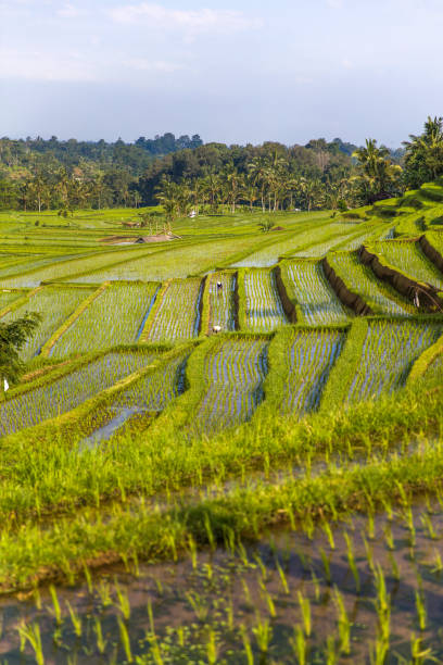 istock Rice fields of Jatiluwih in southeast Bali 1178327610