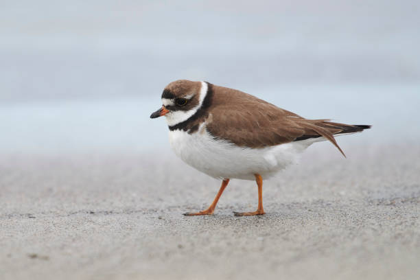 istock Semipalmated Plover (Charadrius semipalmatus) foraging along shoreline 1178328520