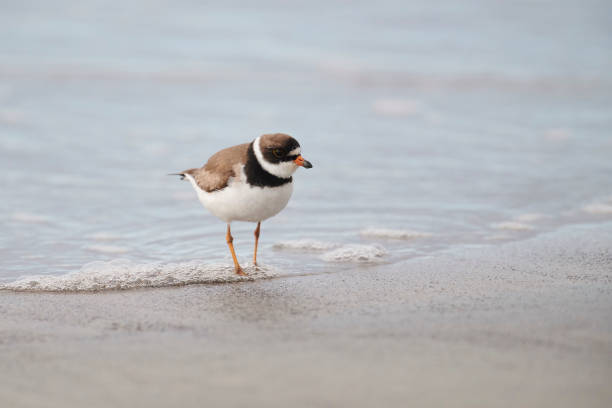 istock Semipalmated Plover (Charadrius semipalmatus) foraging along shoreline 1178328810