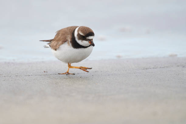 istock Semipalmated Plover (Charadrius semipalmatus) foraging along shoreline 1178328830
