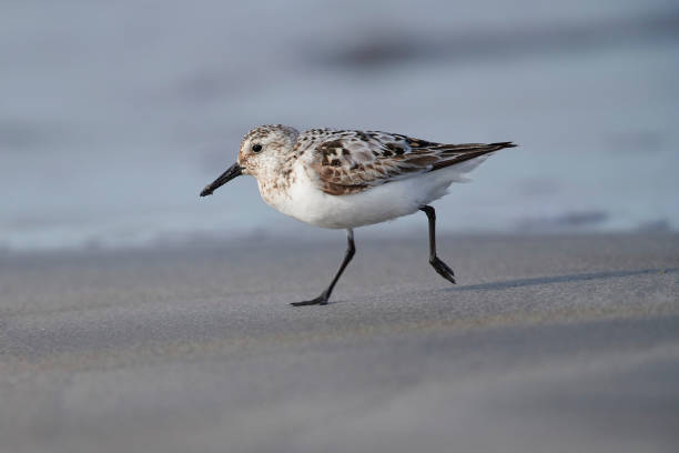 istock Sanderling (Calidris alba) foraging along shoreline 1178328904