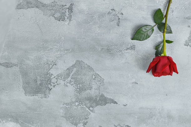 istock Red roses lie on a textured light background. Space for your text. 1178329166