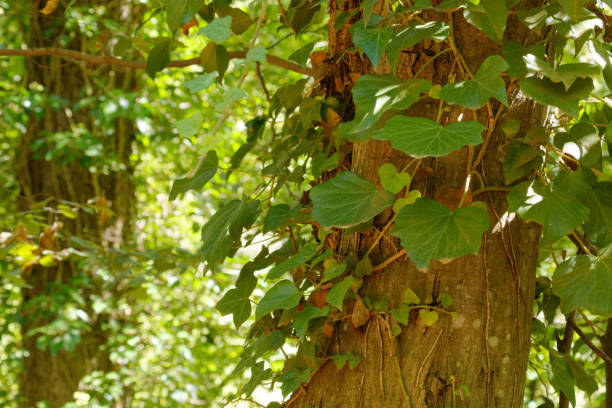 istock European English Ivy on Tree Trunk 1178330207