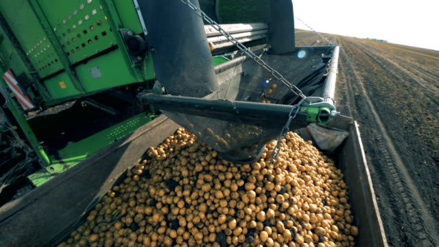 Potatoes fall from a conveyor at a tractor, close up.