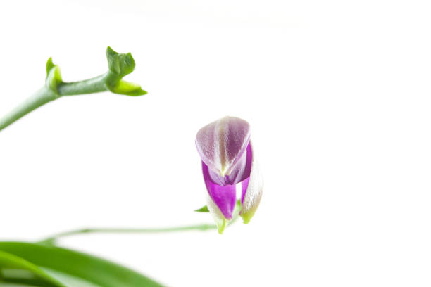 Beautiful rare orchid in a pot on a white  background