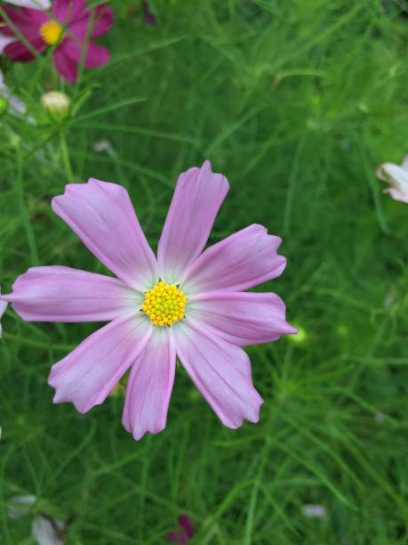 istock Beauty pink flower 1178330843