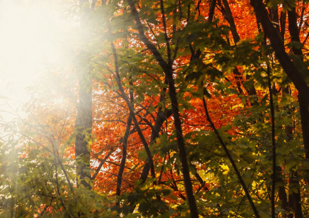 istock Sunbeams in autumn forest 1178331504