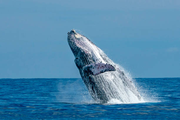 istock humpback whale breaching in cabo san lucas 1178331523
