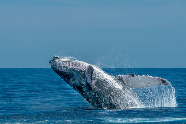 istock humpback whale breaching in cabo san lucas 1178331535