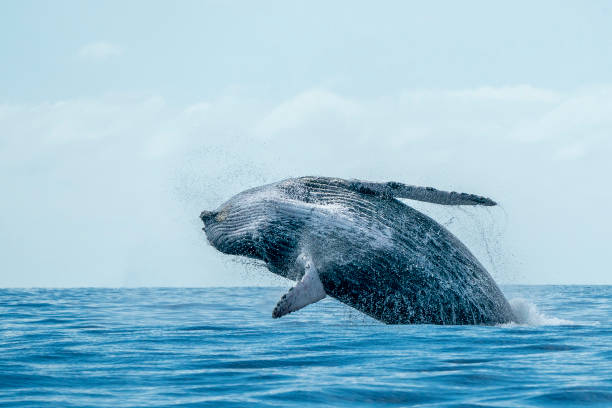 istock humpback whale breaching in cabo san lucas 1178331545