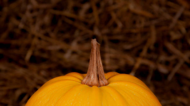 istock Big orange fresh pumpkin on hay. Thanksgiving day concept with copy space for text 1178332099