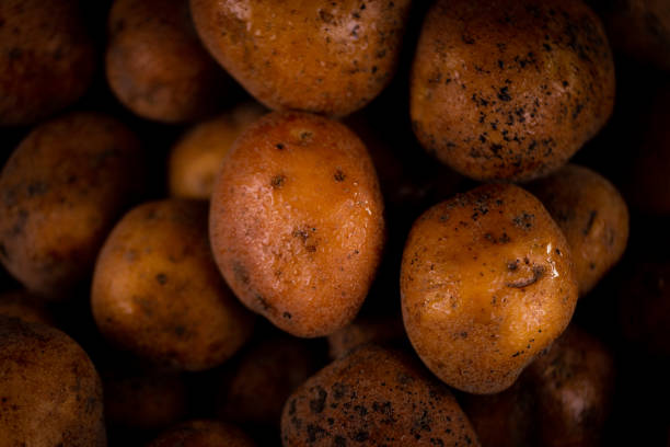 Closeup Abstract Textured Background of a fresh wade potato