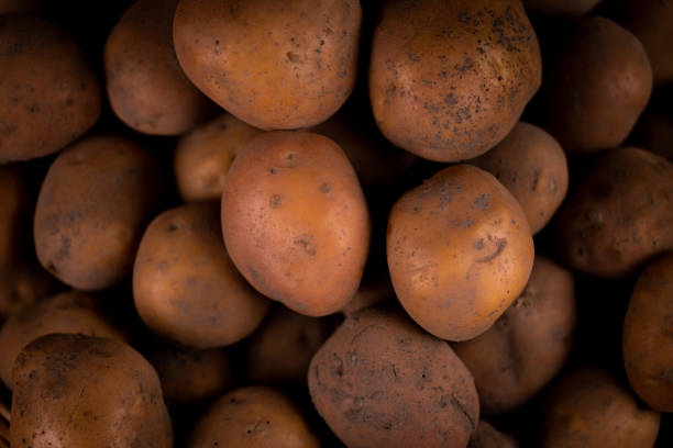 Closeup Abstract Textured Background of a fresh potato