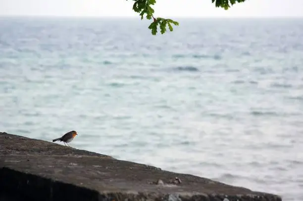 Robin bird looking out to the sea.