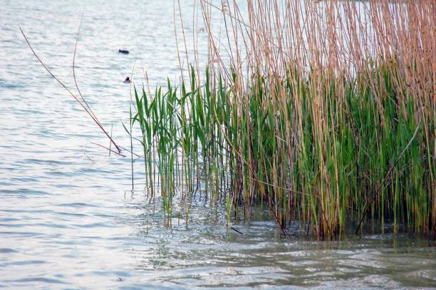 istock Reeds growing along the shoreline. 1178333557