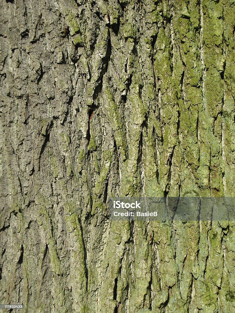 Rumpf eines großen oak - Lizenzfrei Abstrakt Stock-Foto