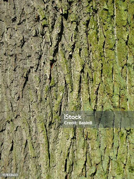 Rumpf Eines Großen Oak Stockfoto und mehr Bilder von Abstrakt - Abstrakt, Baum, Baumrinde