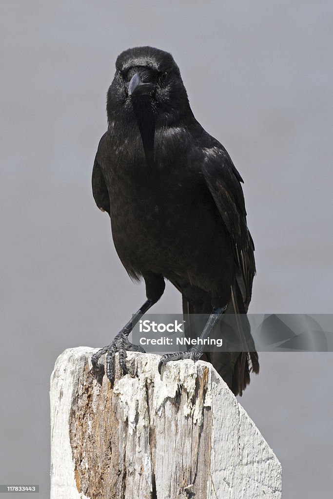 Cornacchia americana, Corvus brachyrhynchos, affacciato su Palo di legno - Foto stock royalty-free di Corvo