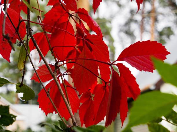 istock Red foliage of grapes, close up. 1178334694