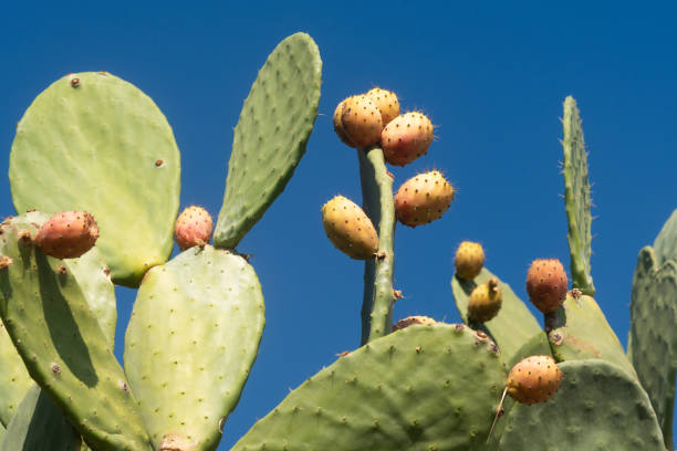 istock Indian fig opuntia cactus, the term prickly pear is the most common name for this. 1178334907
