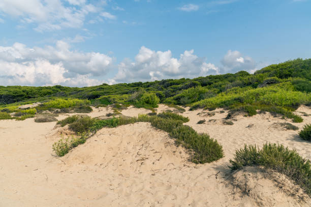 istock Beach, sand dune at a seaside on a sunny summer day with blue sky 1178334929