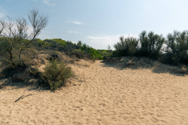 istock Beach, sand dune at a seaside on a sunny summer day with blue sky 1178335054