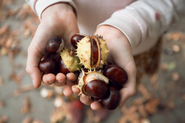 girl holding chestnuts in her hands\
