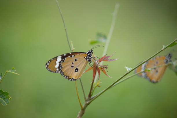 равнина бабочка тигра - tiger beauty in nature insects nature стоковые фото и изображения