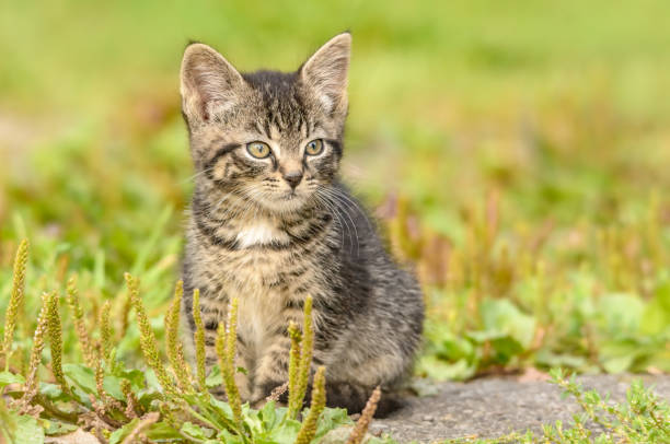 istock A tigered kitten sits on a meadow 1178340734