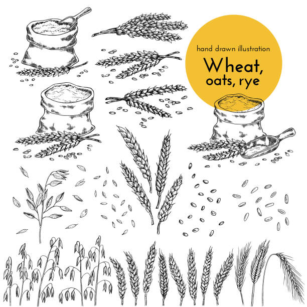 set of hand drawn illustrations of wheat, oats, rye. sketches for the design of cafes, restaurants, food packages. set of hand drawn illustrations of wheat, oats, rye. sketches for the design of cafes, restaurants, food packages. bread collection farm drawings stock illustrations