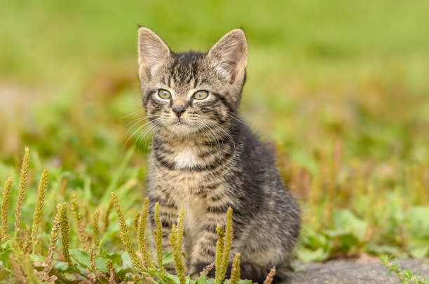 istock A tigered kitten sits on a meadow 1178341368