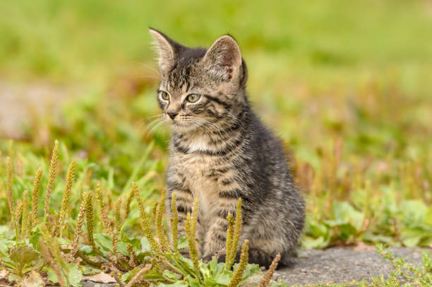 istock A tigered kitten sits on a meadow 1178341611