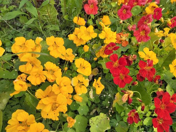 istock Red and yellow nasturtium flowers in summer. 1178342148