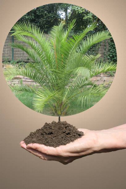 Palm Tree, Seed, Brussels Sprout, Coconut, Coconut Palm Tree
