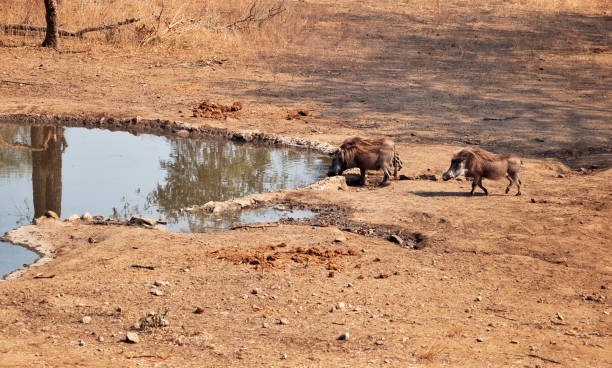 Warzenschwein / Warthog / Phacochoerus africanus