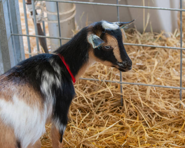 istock Baby Goat at State Fair 1178345012