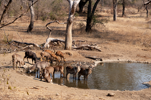 Herd of Blue Wildebeest standing on the rocky terrain next to lush green bush in Etosha National Park, Namibia
