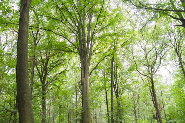 istock Green beech trees woodland landscape 1178345534