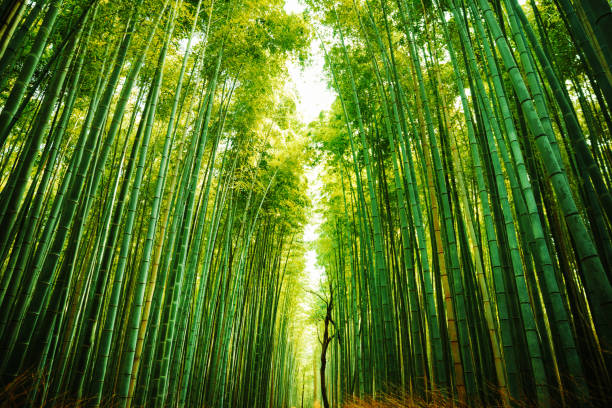 arashiyama bamboo forest in kyoto, japan - bamboo grove imagens e fotografias de stock