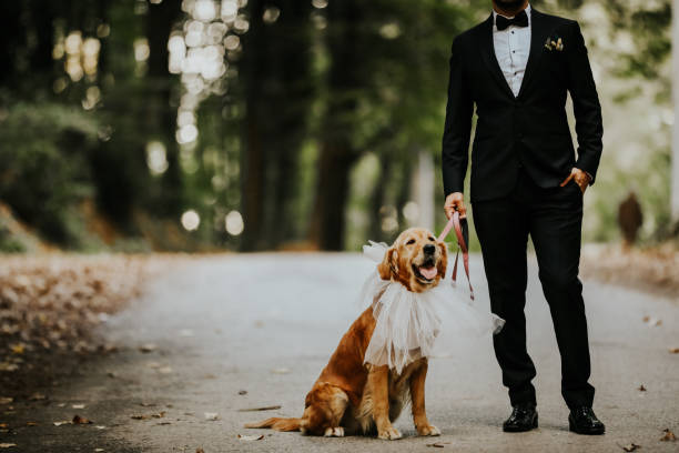 Groom And Pet Love Bride