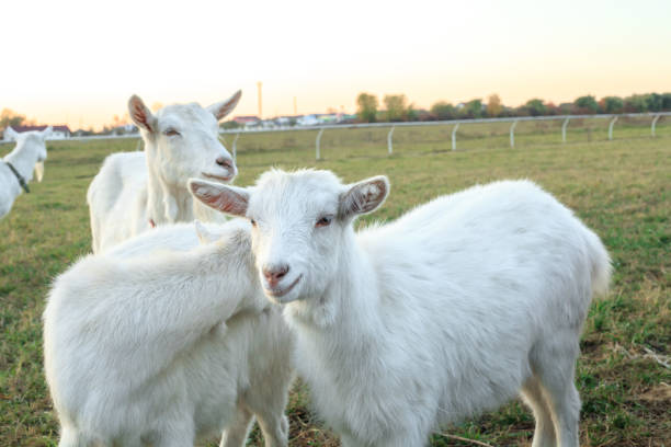 istock White goatling grazes on green meadow 1178346601