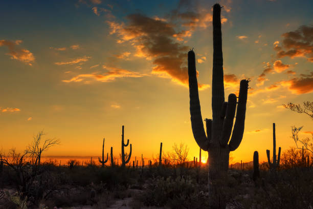istock Colorful sunset with Saguaros 1178346822