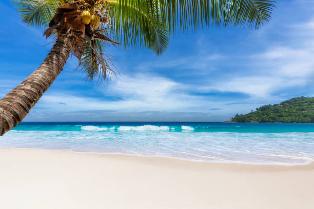 istock Coconut palm on Paradise beach 1178347134