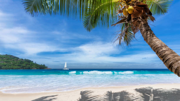 istock Sandy beach with palm trees and a sailing boat 1178347138
