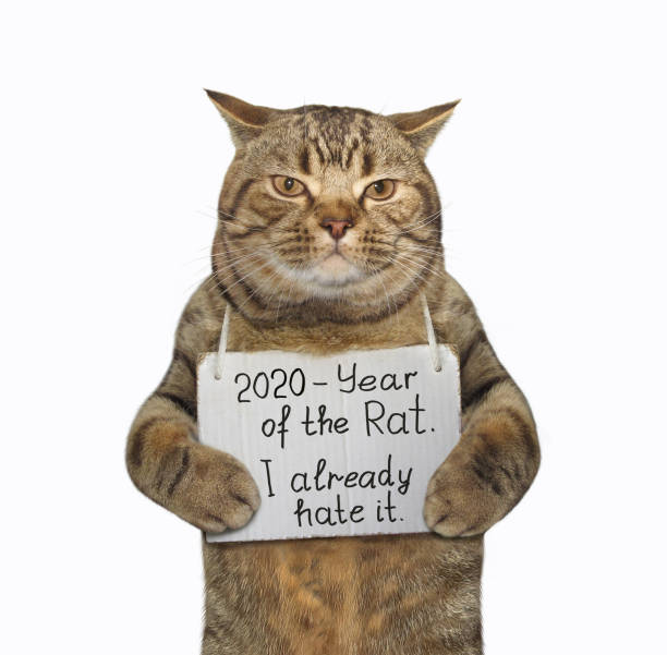 istock Cat hates year of rat 1178347245