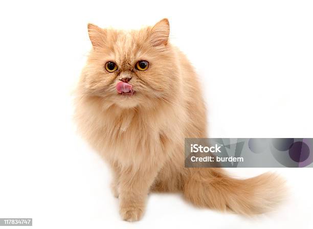 Buena Foto de stock y más banco de imágenes de Sacar la lengua - Sacar la lengua, Gato doméstico, Hambre