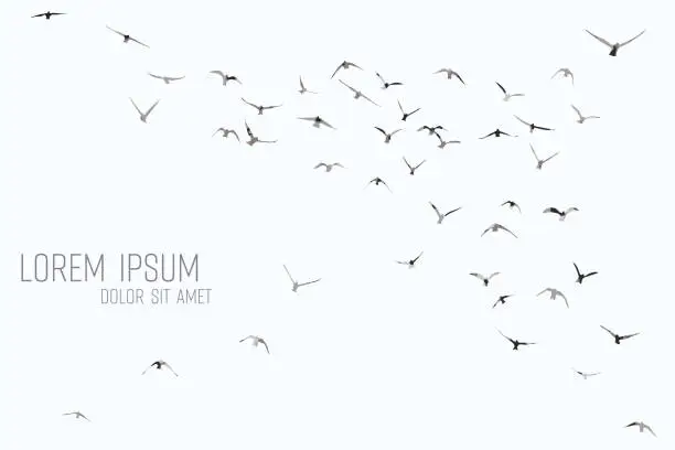 Vector illustration of silhouette of a flock of flying birds